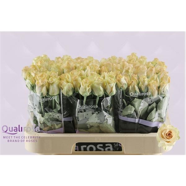 <h4>R Gr Quicksand</h4>