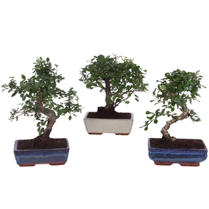 Bonsai Mix in ø20cm Ceramic Ball/S-Shape