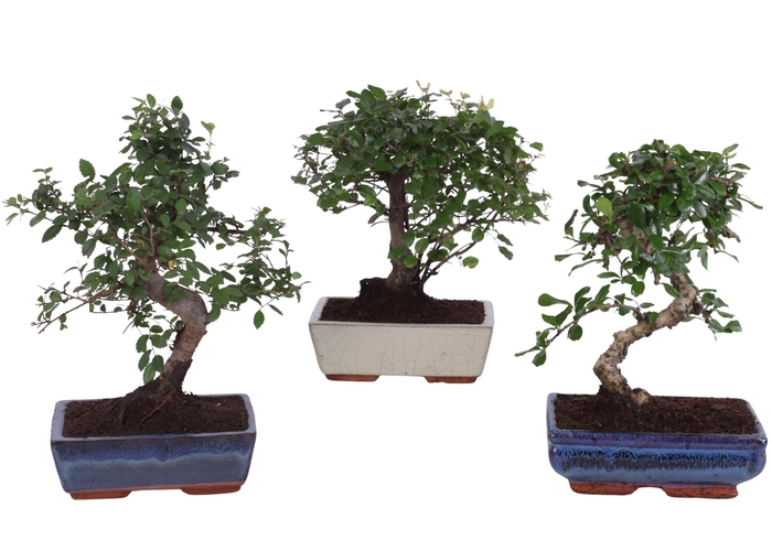 <h4>Bonsai Mix in ø20cm Ceramic Ball/S-Shape</h4>