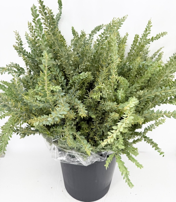 <h4>Mimosa St Elena</h4>