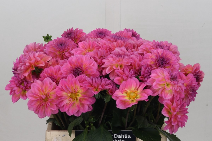 Dahlia Esli