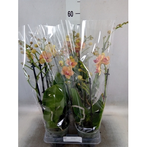 Phalaenopsis multi. 'FC Penny Love'