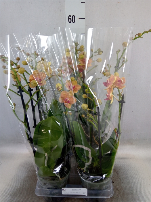 <h4>Phalaenopsis multi. 'FC Penny Love'</h4>