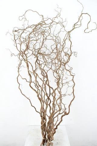 <h4>CORYL AV CONTORTA</h4>