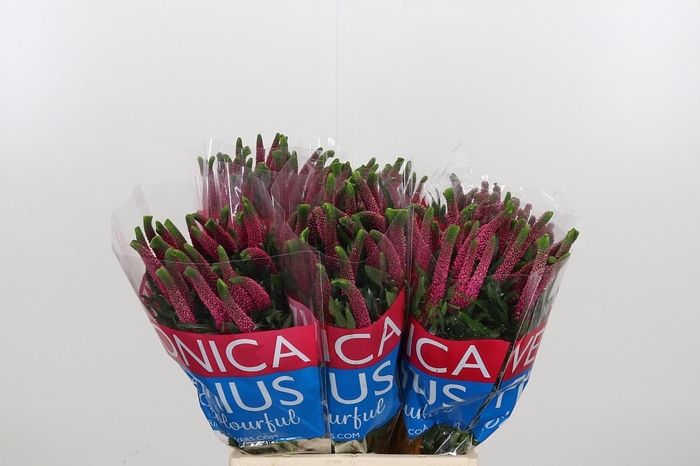 <h4>Veron Smart Iselle</h4>