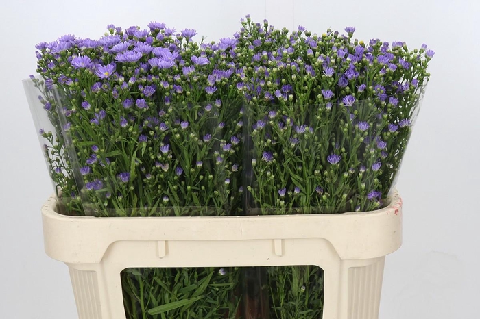 <h4>Aster Cassandra</h4>