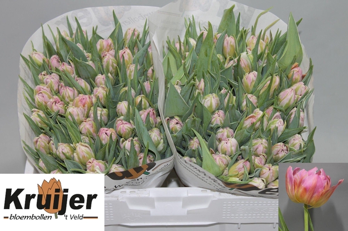 <h4>TU DU DOTCOM</h4>