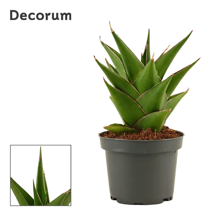 <h4>Sansevieria Temple Crown 9 cm (Decorum)</h4>