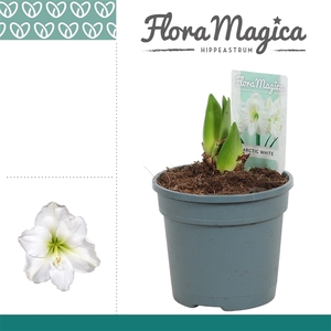 Hippeastrum Arctic White 2 Knop