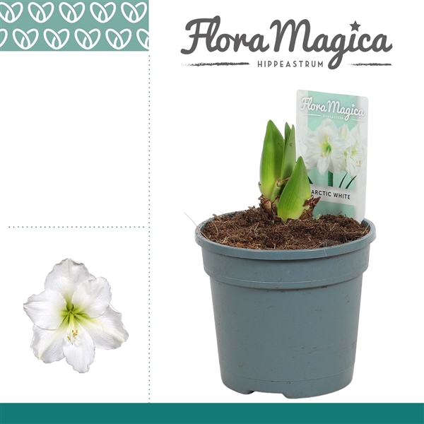 <h4>Hippeastrum Arctic White 2 Knop</h4>