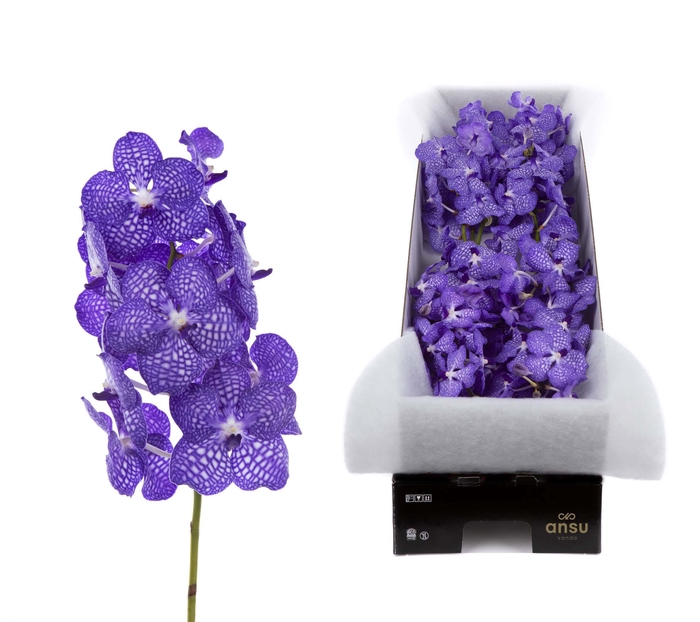 <h4>Vanda Kanchana China Blue X8</h4>