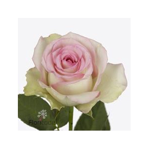 Rosa large pink journey