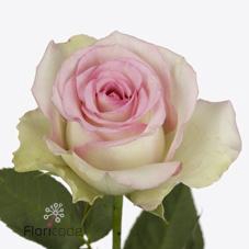 <h4>Rosa large pink journey</h4>