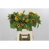 Helianthus Orange Fire