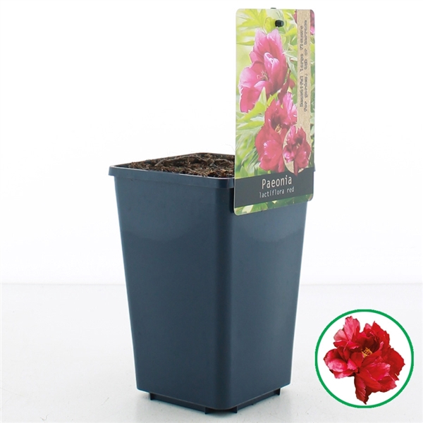 <h4>Paeonia lactiflora Rood C1.5 (15cm.)</h4>