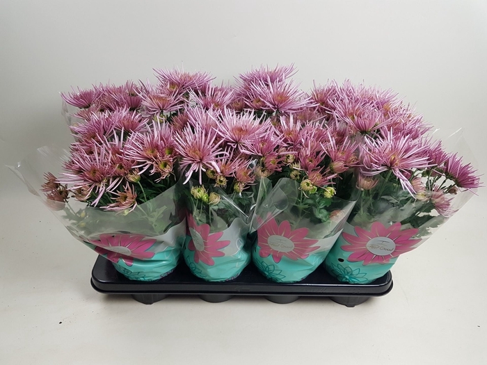 <h4>Chrysanthemum Anansi Pink</h4>