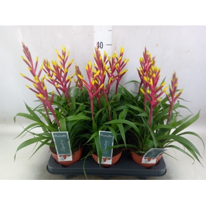 Guzmania  'Misty'