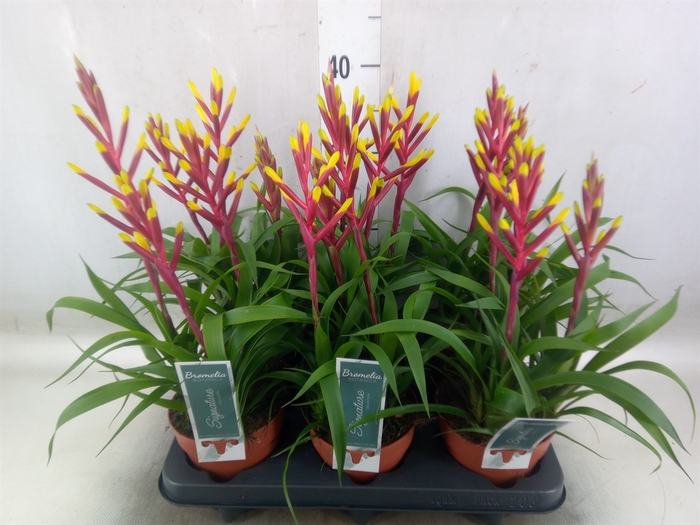 <h4>Guzmania  'Misty'</h4>