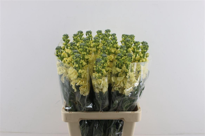 <h4>Matth Iron Yellow</h4>