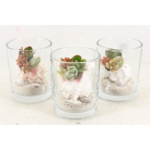 arr3 AD - Murex in glas cilin. x8