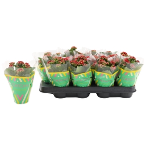 Kalanchoe Double Red
