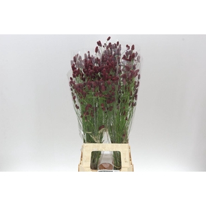 Sanguisorba Off Red Dream