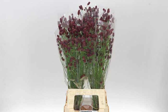 <h4>Sanguisorba Off Red Dream</h4>