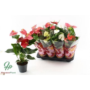 ANTHURIUM MIX P14