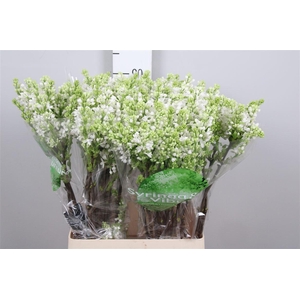 Syr V Mme Fl Stepman 4+