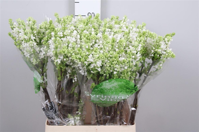 <h4>Syr V Mme Fl Stepman 4+</h4>