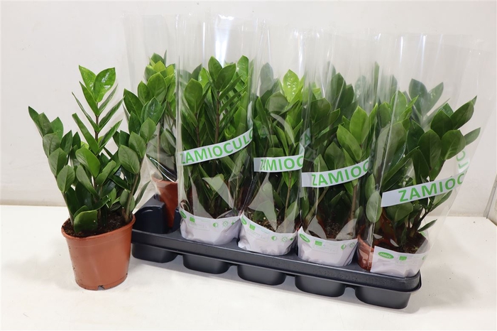 <h4>Zamio Zamiifolia</h4>