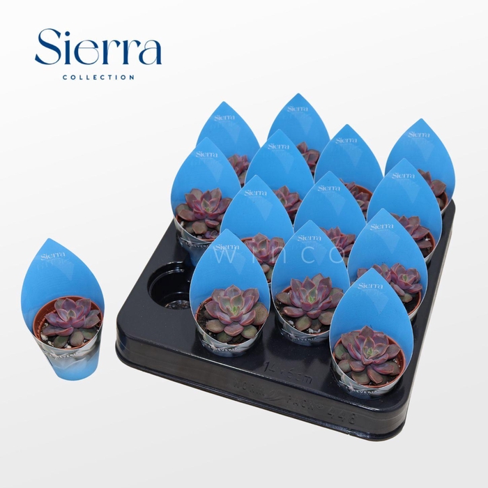 <h4>Echeveria Mina (Sierra)</h4>