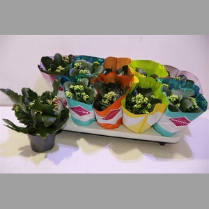 Kalanchoe Double Deluxe Mix