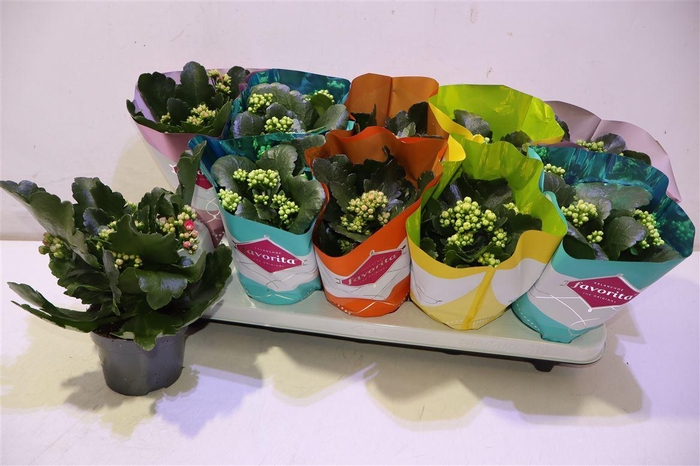 <h4>Kalanchoe Double Deluxe Mix</h4>