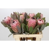 Protea Barbigera Air