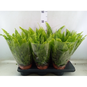 Nephrolepis exal. 'Green Lady'