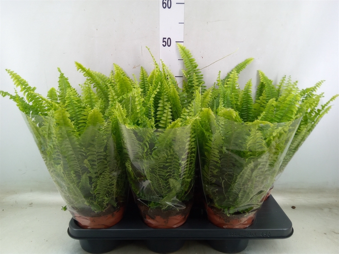 <h4>Nephrolepis exal. 'Green Lady'</h4>