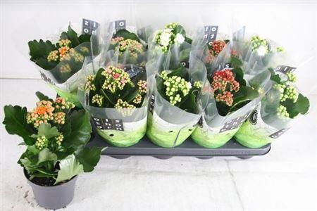 <h4>Kal Ge Gem 4 Kl</h4>