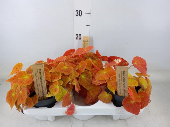 <h4>Begonia BD   ...</h4>