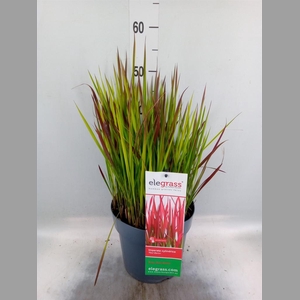 Imperata cylindrica 'Red Baron'