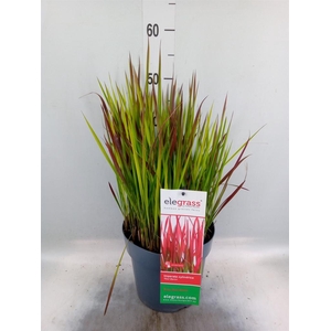 Imperata cylindrica 'Red Baron'