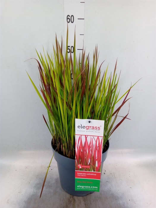 <h4>Imperata cylindrica 'Red Baron'</h4>