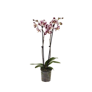 Phal Polka Doth 2T16+