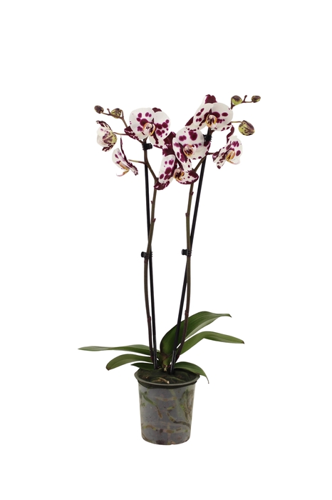 <h4>Phal Polka Doth 2T16+</h4>