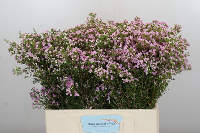<h4>Chamelaucium Pirouette</h4>