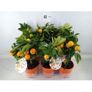 Citrofortunella mic.