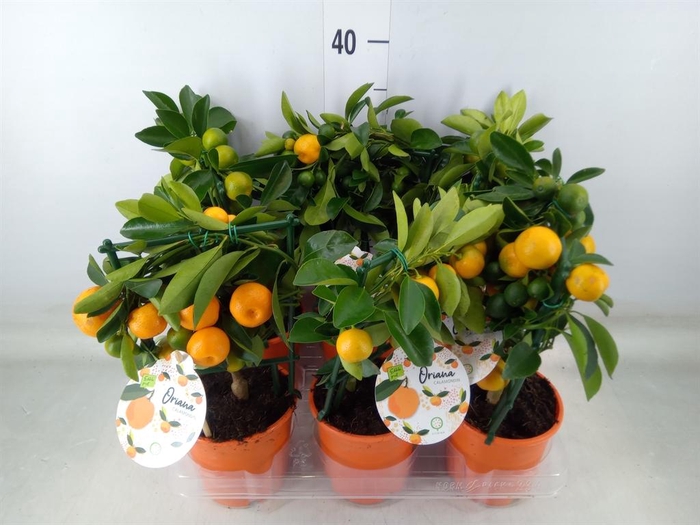 <h4>Citrofortunella mic.</h4>