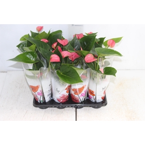 ANTHURIUM ROSA P06