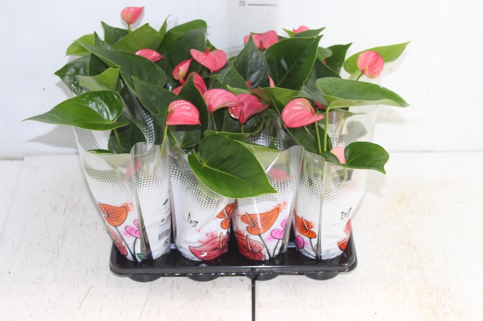 <h4>ANTHURIUM ROSA P06</h4>