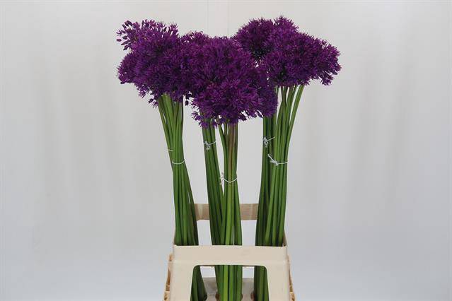 <h4>ALLIUM PURPLE SENSATION</h4>